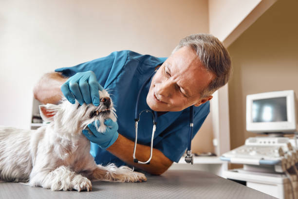 Best Urgent Tooth Repair  in Bangor, MI